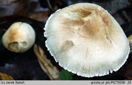 Inocybe sindonia (strzępiak drobnowłóknisty)