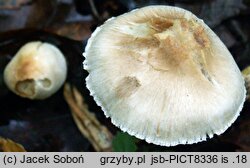 Inocybe sindonia (strzępiak drobnowłóknisty)