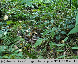 Inocybe sindonia (strzępiak drobnowłóknisty)