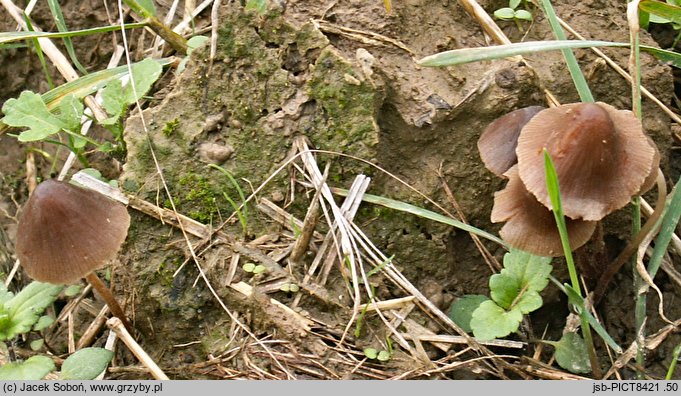 Conocybe moseri (stożkówka szarooliwkowa)