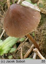 Conocybe moseri (stożkówka szarooliwkowa)