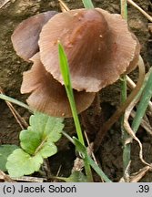 Conocybe moseri (stożkówka szarooliwkowa)