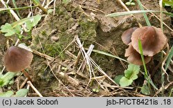 Conocybe moseri (stożkówka szarooliwkowa)