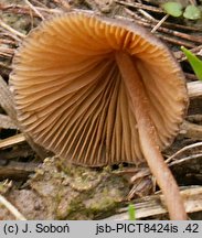 Conocybe moseri (stożkówka szarooliwkowa)