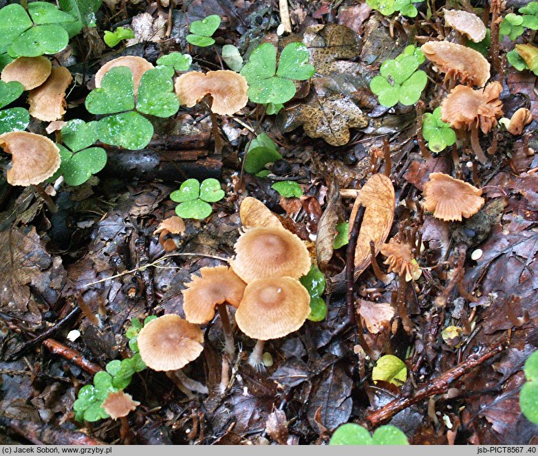 Tubaria romagnesiana (trąbka francuska)