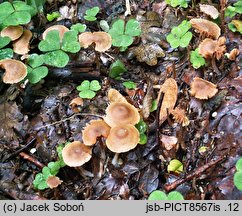 Tubaria romagnesiana (trąbka francuska)