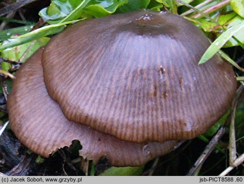 Entoloma occultipigmentatum