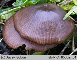 Entoloma occultipigmentatum