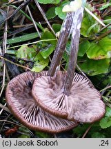 Entoloma occultipigmentatum