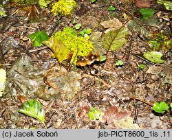 Entoloma chlorophyllum