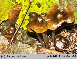 Entoloma chlorophyllum