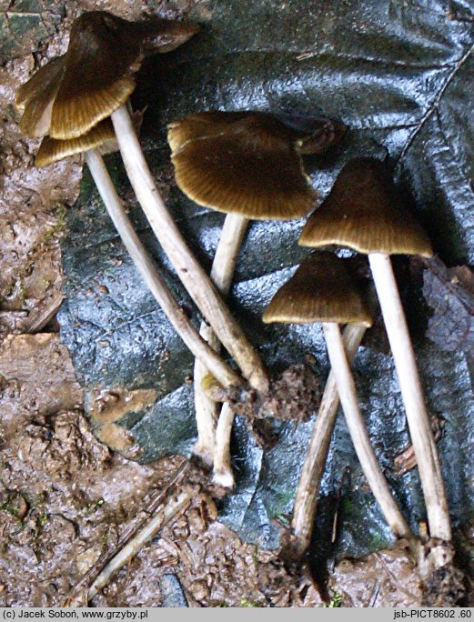 Entoloma chlorophyllum