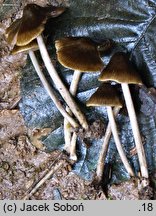 Entoloma chlorophyllum