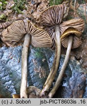 Entoloma chlorophyllum