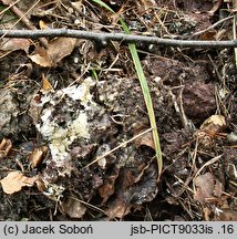 Amphinema byssoides (strzępkobłonka włóknista)