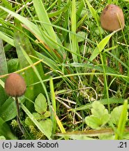 Panaeolus papilionaceus (kołpaczek mierzwowy)