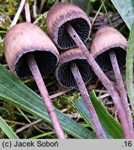 Panaeolus papilionaceus (kołpaczek mierzwowy)