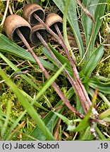 Panaeolus papilionaceus (kołpaczek mierzwowy)