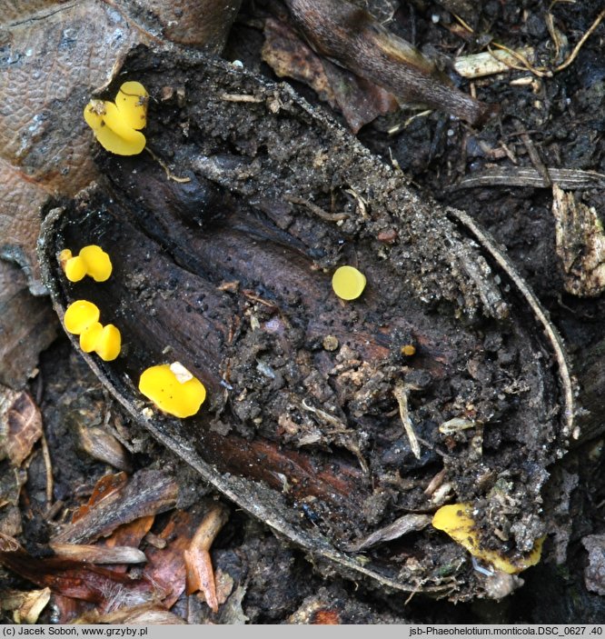 Phaeohelotium monticola