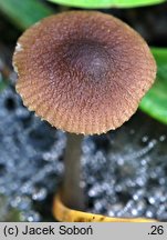 Pluteus cyanopus