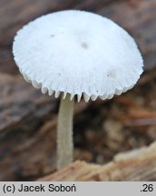 Pluteus exiguus (drobnołuszczak niepozorny)