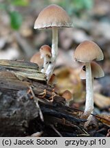 Psathyrella panaeoloides (kruchaweczka kołpaczkowata)