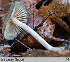 Psilocybe serbica (łysiczka serbska)