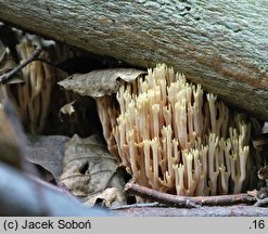 Ramaria apiculata (koralówka zielonowierzchołkowa)