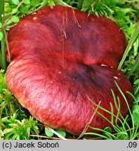 Russula rhodopus (gołąbek czerwononogi)