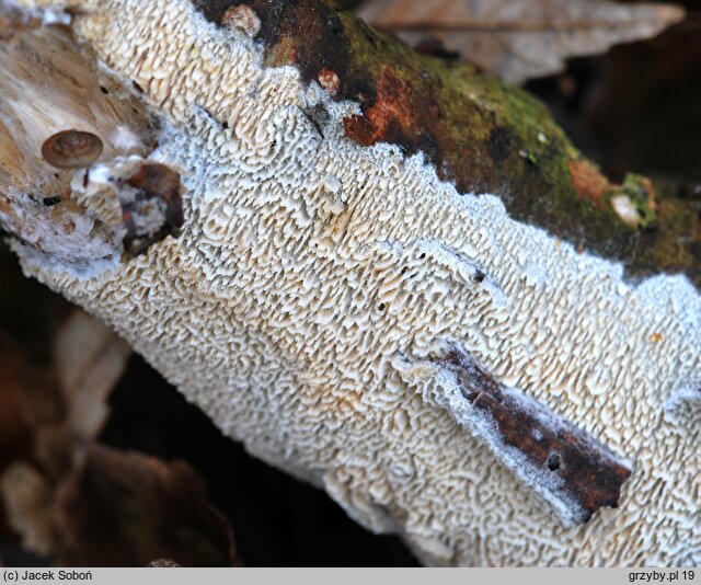 Schizopora paradoxa (strzępkoząb wielkopory)