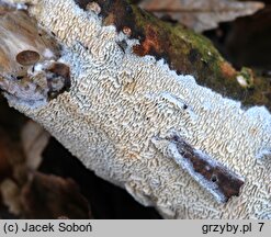 Schizopora paradoxa (strzępkoząb wielkopory)