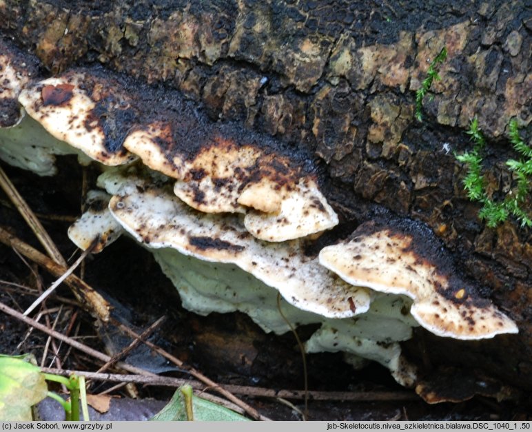 Skeletocutis nivea (szkieletnica biaława)