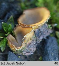 Tricharina praecox