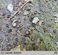 Trichophaea hybrida