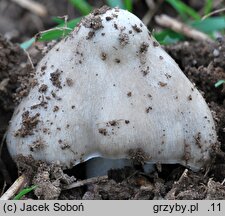 Volvariella gloiocephala (pochwiak okazały)