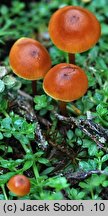 Xeromphalina brunneola (pępowniczka brunatna)