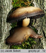 Homophron cernuum (kołpaczek zwisły)