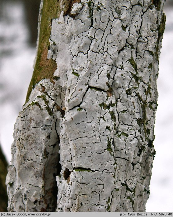 Xylodon sambuci (strzępkoząb bzowy)