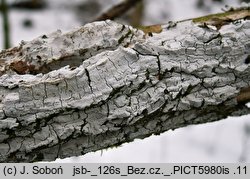 Xylodon sambuci (strzÄ™pkozÄ…b bzowy)