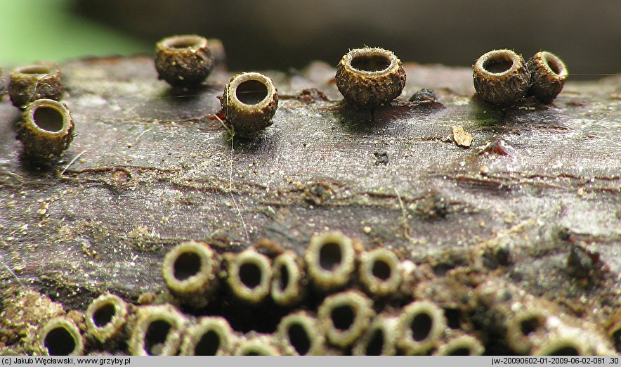 Godronia spiraeae