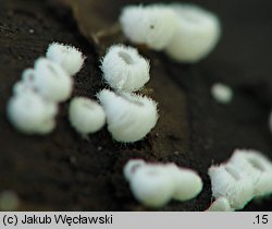 Flagelloscypha minutissima (włosóweczka malutka)