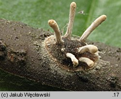 Cordyceps clavulata (maczużnik słupówkowaty)