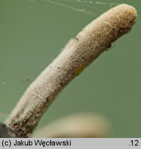 Cordyceps clavulata (maczużnik słupówkowaty)