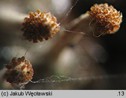 Cordyceps clavulata (maczużnik słupówkowaty)