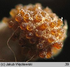 Cordyceps clavulata (maczużnik słupówkowaty)