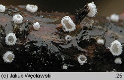 Lachnella alboviolascens (wełniczka białofioletowa)