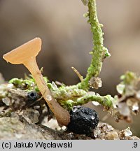 Sclerotinia trifoliorum (twardnica koniczynowa)