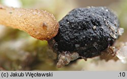 Sclerotinia trifoliorum (twardnica koniczynowa)