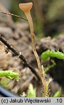 Sclerotinia trifoliorum (twardnica koniczynowa)