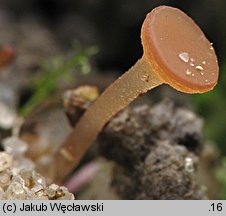 Sclerotinia trifoliorum (twardnica koniczynowa)